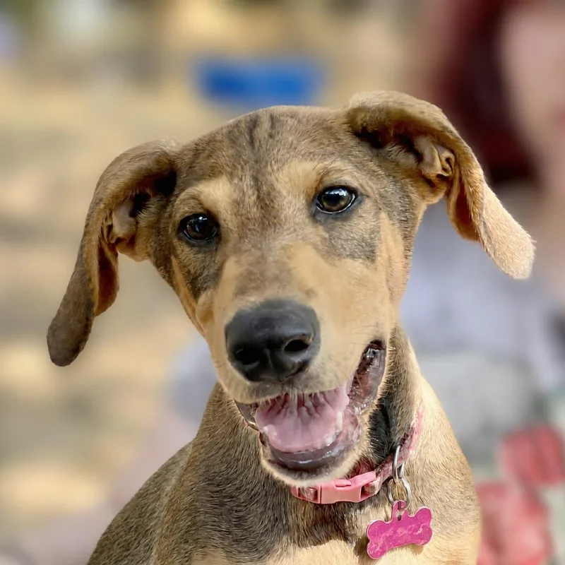 A baby small-sized female Brown / Chocolate Hound dog named Logan for adoption in Boerne, TX