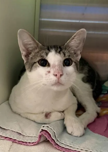 An adult medium-sized male Domestic Short Hair cat named Yancy for adoption in Aiken, SC