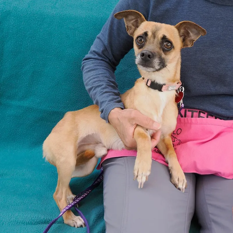 Butterball thumbnail 2