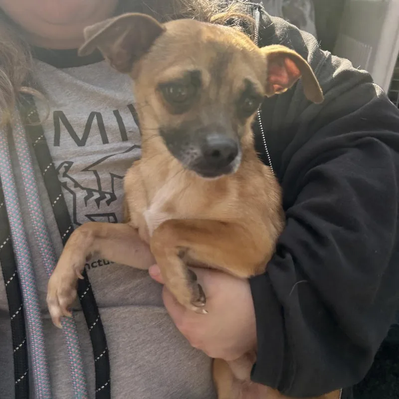 Butterball thumbnail 3