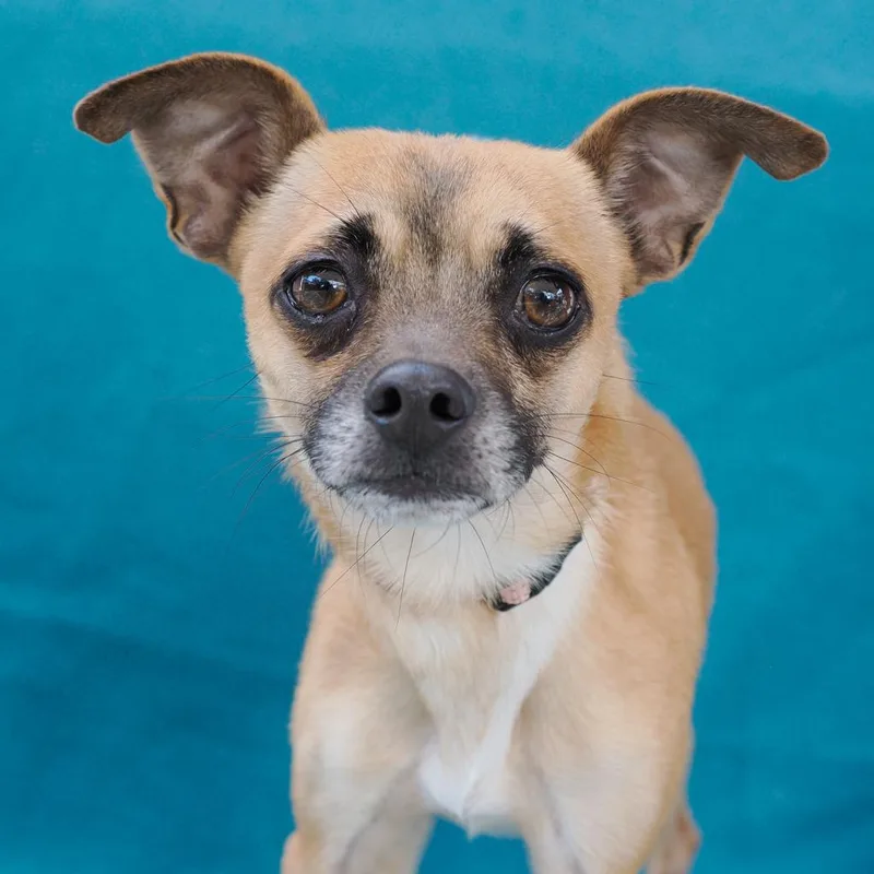 Butterball thumbnail 4