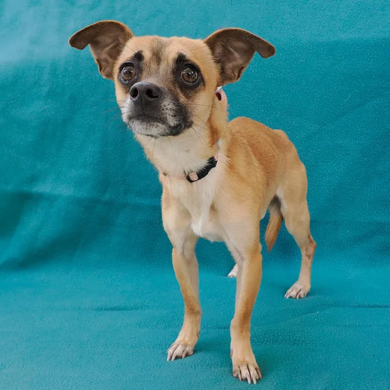 Butterball thumbnail 5