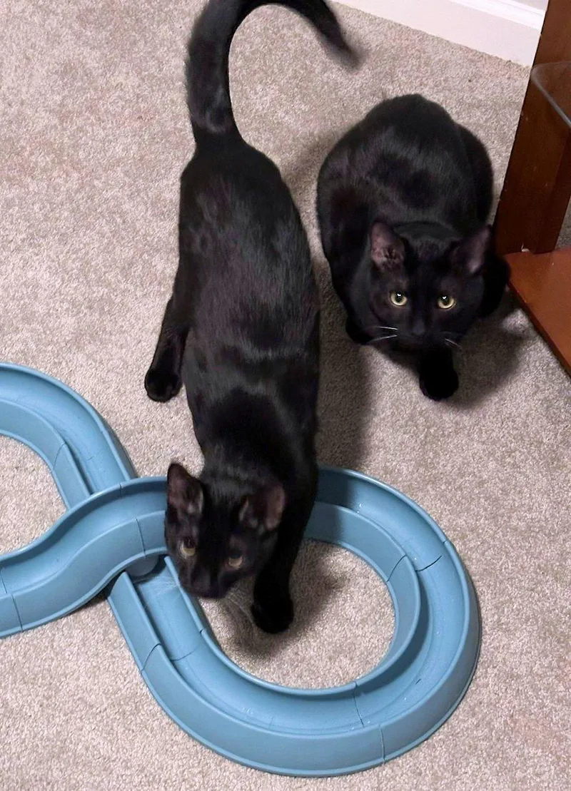 A young medium-sized male Black Domestic Short Hair cat named Houston & Obi for adoption in White Bear Lake, MN