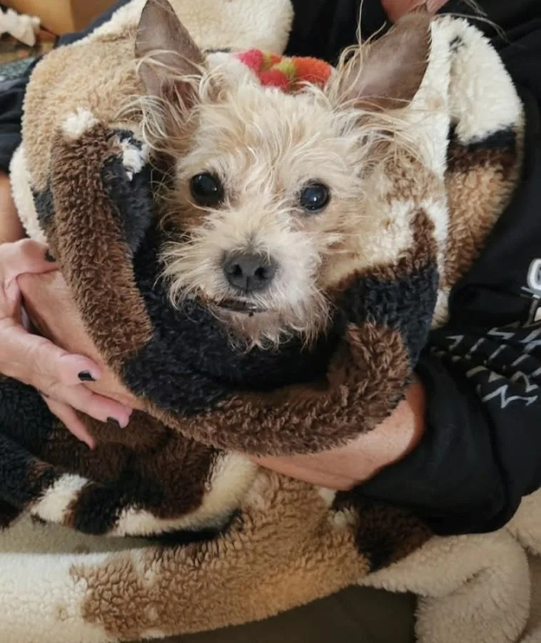 A senior small-sized male Cairn Terrier dog named Dusty for adoption in Knoxville, TN