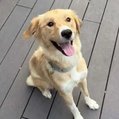An adult medium-sized female Golden Retriever dog named Haven for adoption in Spring hill, TN