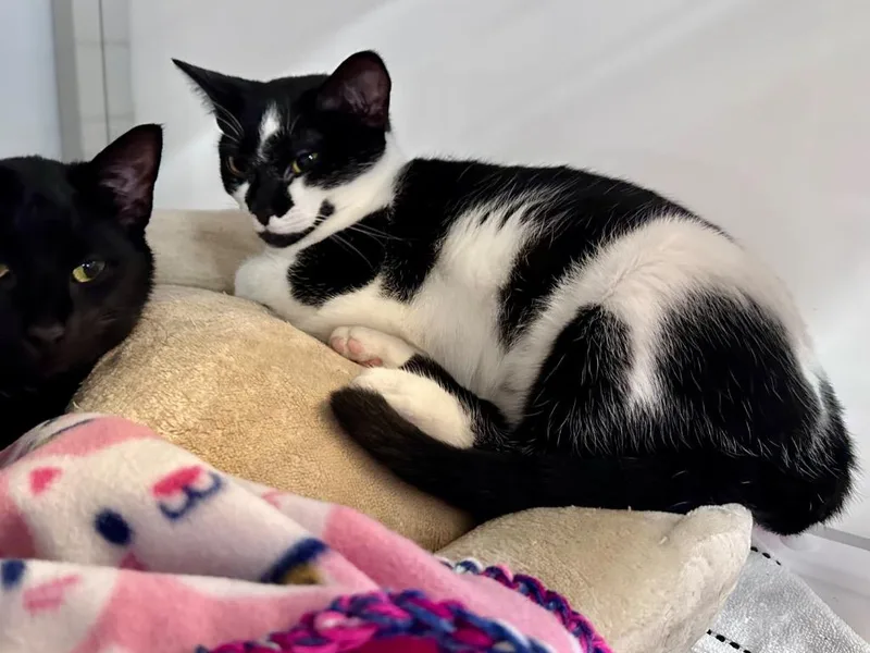 A young medium-sized female Domestic Short Hair cat named Miss Mona Lisa for adoption in Raleigh, NC