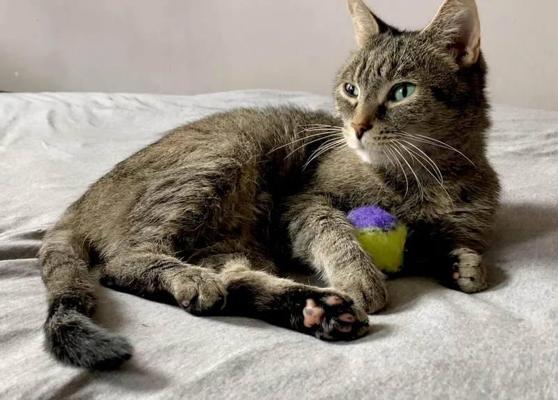 An adult medium-sized female Domestic Short Hair cat named Daisy for adoption in Mayfield, NY