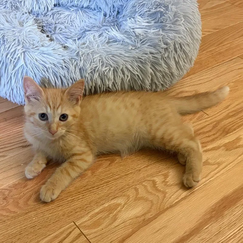 A baby small-sized male Orange / Red Domestic Short Hair cat named Lil Goose for adoption in Fairfax Station, VA