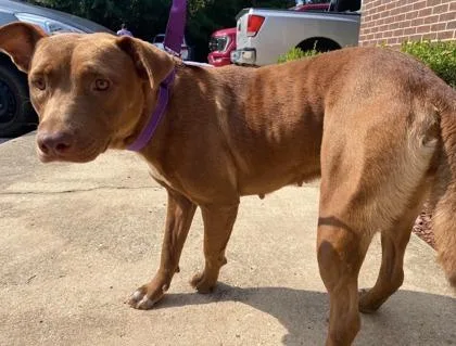 An adult large-sized female Pit Bull Terrier dog named Sally for adoption in St. Anne, IL