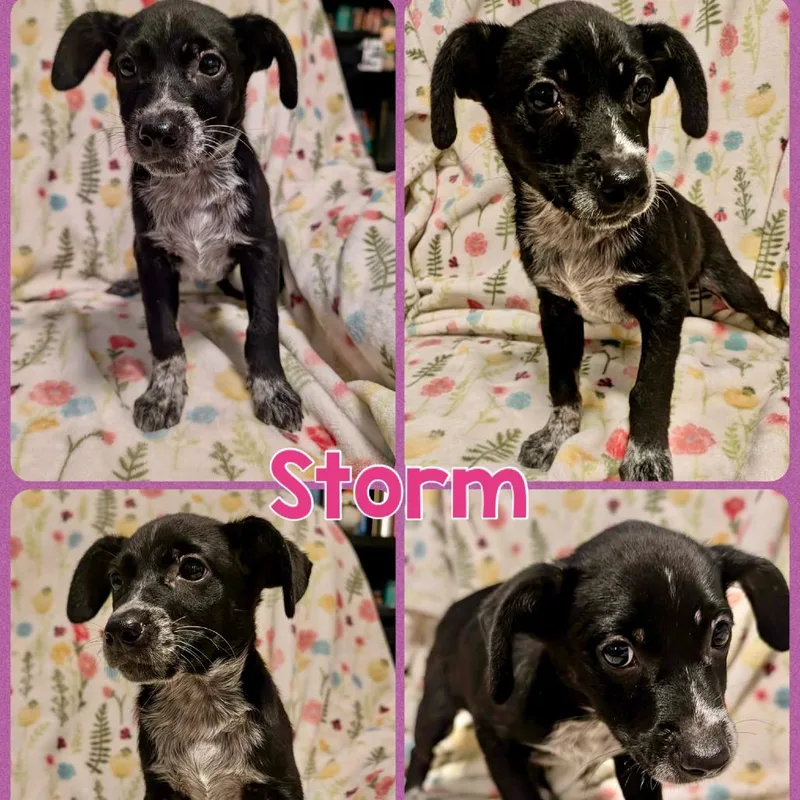 Storm