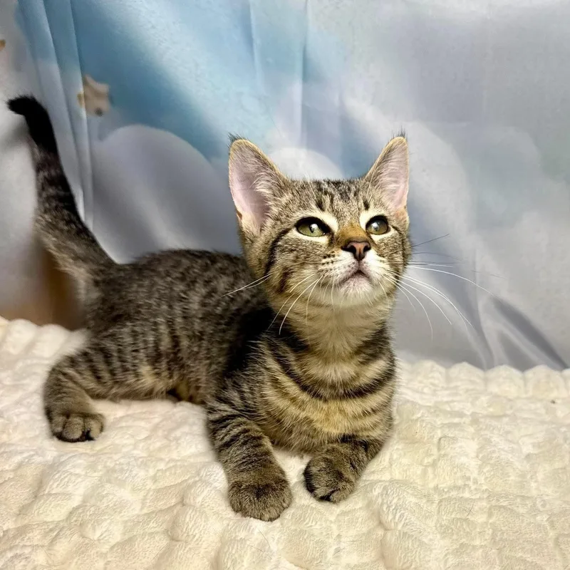 A baby medium-sized female Tabby (Brown / Chocolate) Tabby cat named Tootsie Roll for adoption in Greensburg, PA