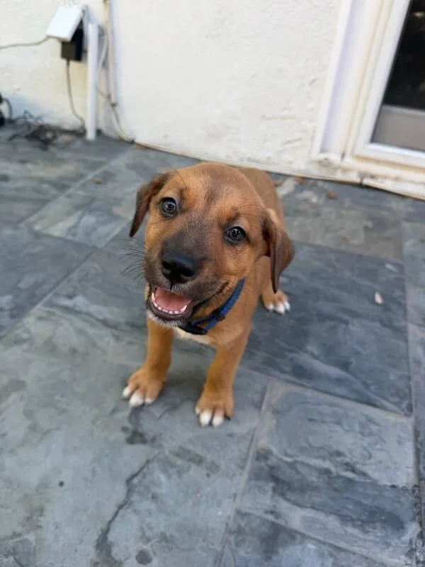 A young medium-sized male Terrier dog named Jordan for adoption in Manhattan Beach, CA