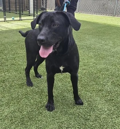 An adult medium-sized female Labrador Retriever dog named Rachel Ray for adoption in Gainesville, FL