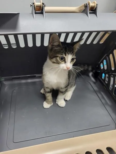 A young small-sized male Domestic Short Hair cat named If for adoption in Lawrenceville, GA