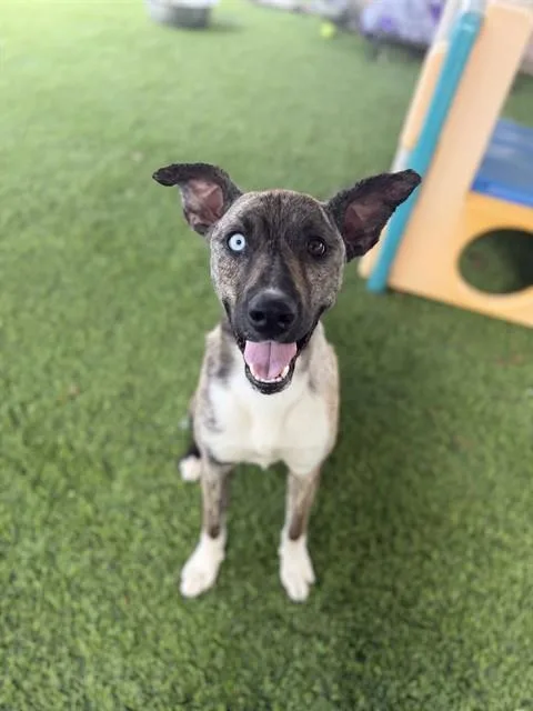A young medium-sized male Shepherd dog named Stryker for adoption in Chula Vista, CA