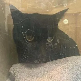 A senior medium-sized male Black Domestic Short Hair cat named Working Cat Goblin for adoption in Tacoma, WA
