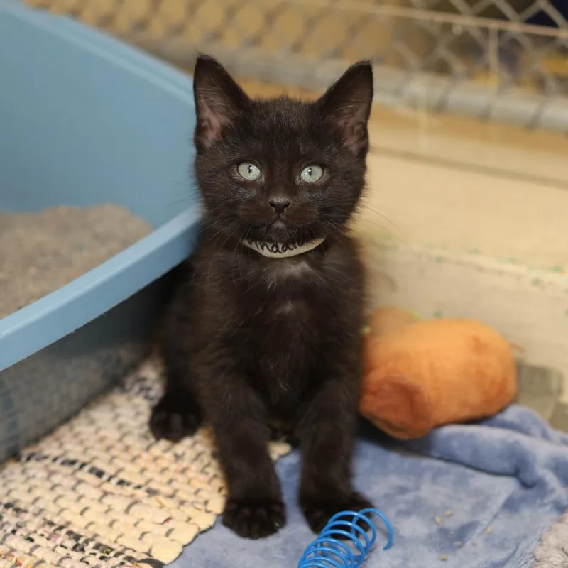 A baby small-sized male Black Domestic Short Hair cat named Vindaloo for adoption in Evansville, IN