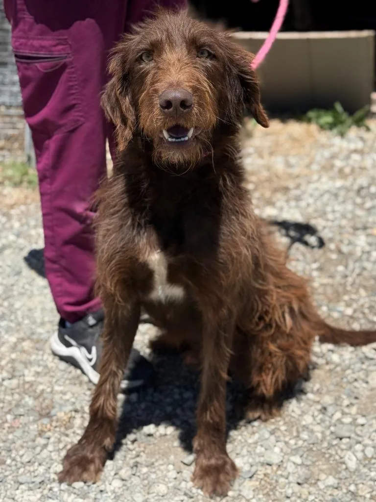 A young large-sized male German Wirehaired Pointer dog named Louie for adoption in Vacaville, CA
