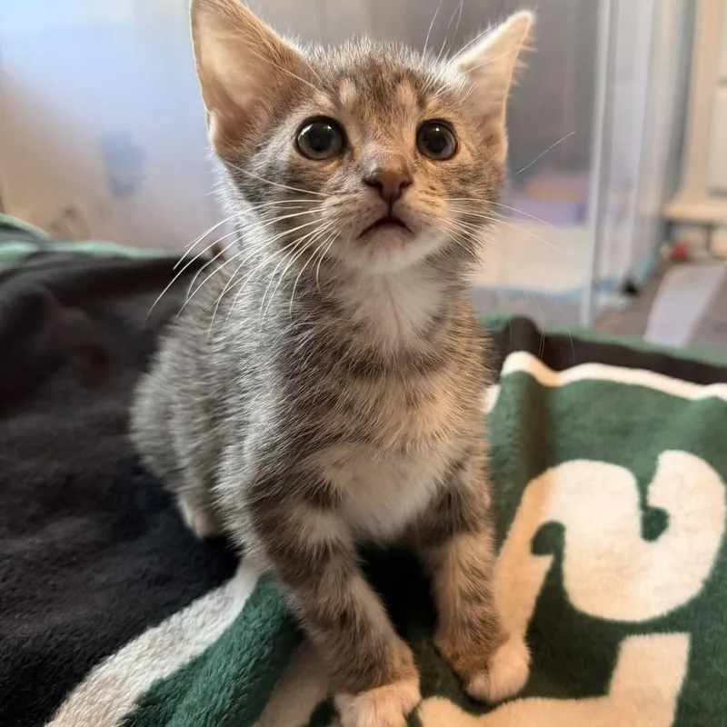 A baby small-sized male Domestic Short Hair cat named Zeppole for adoption in Wanaque, NJ