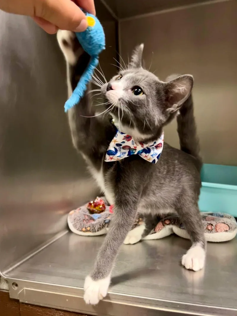A baby medium-sized male Gray & White Domestic Short Hair cat named Slate for adoption in Leavenworth, KS
