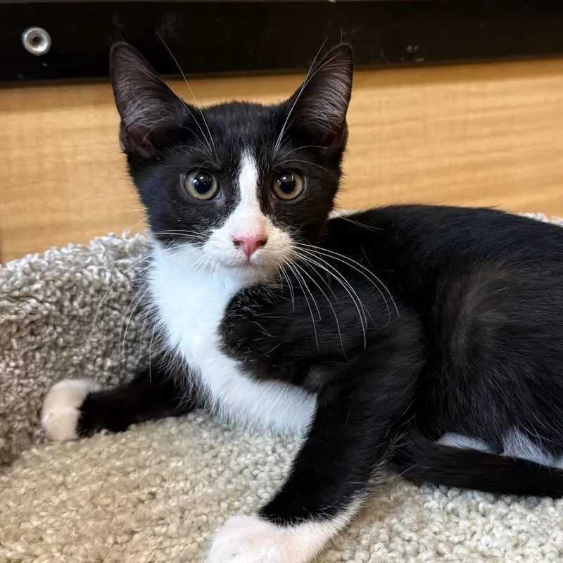 A baby small-sized male Black Domestic Short Hair cat named Izzak for adoption in Desert Hot Springs, CA