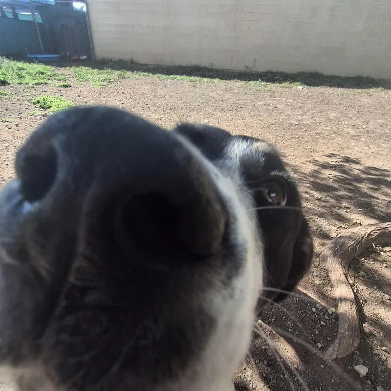 A young medium-sized female Black Border Collie dog named Lulu for adoption in Flagstaff, AZ