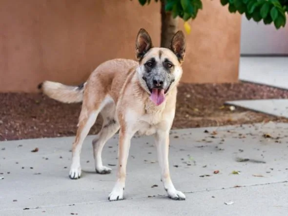 An adult medium-sized female Mixed Breed dog named Goldy for adoption in Santa Fe, NM