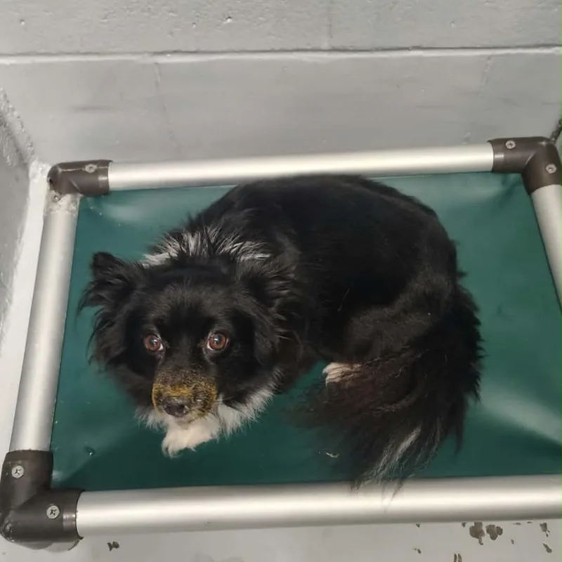 An adult small-sized male Pomeranian dog named Sunshine for adoption in Griswold, CT