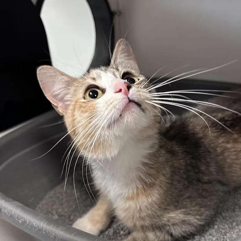 A young medium-sized female Calico Domestic Short Hair cat named Vespera for adoption in Troy, IL