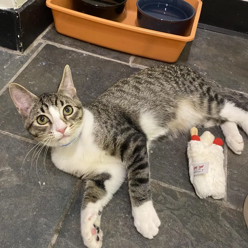 A young medium-sized male Brown / Chocolate Domestic Short Hair cat named Leo for adoption in Hamburg, NY