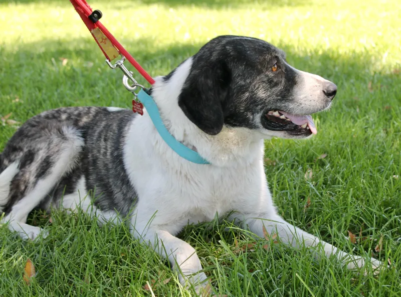 An adult large-sized female Gray / Blue / Silver Great Pyrenees dog named Tillie for adoption in Albuquerque, NM
