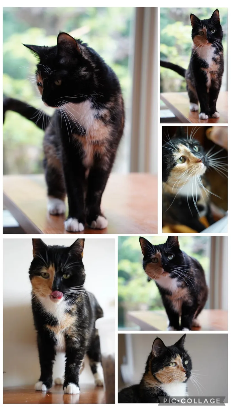 An adult medium-sized female Calico Domestic Short Hair cat named Sweetie for adoption in Staten Island, NY