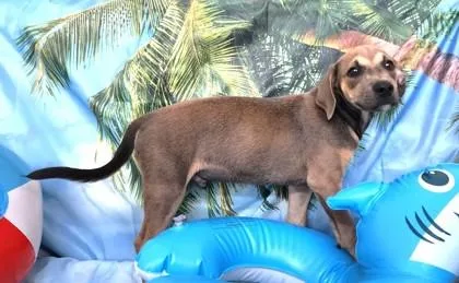 A baby medium-sized male Mixed Breed dog named Macaroon for adoption in Elmira, NY