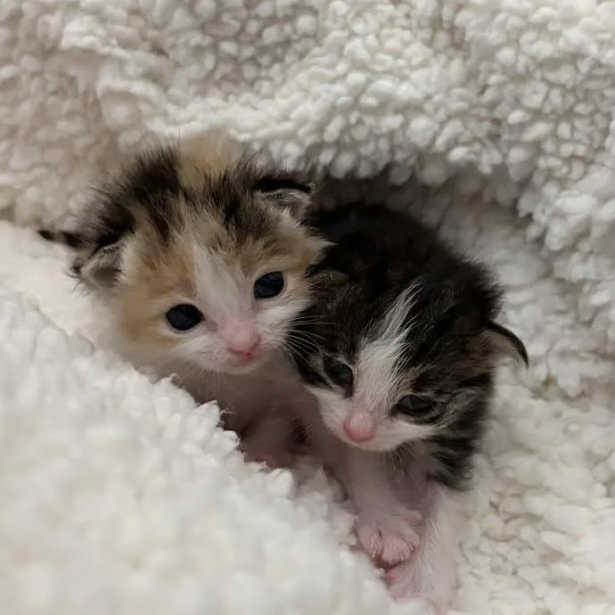 A baby small-sized female Calico Domestic Short Hair cat named Karina for adoption in Auburn, AL