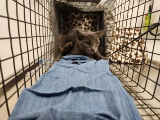 A young medium-sized male Domestic Short Hair cat named Ojo for adoption in Los Angeles, CA