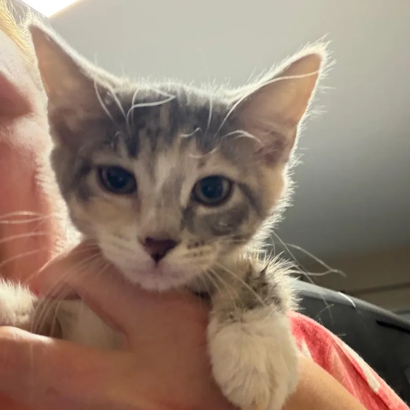 A baby small-sized female American Shorthair cat named Mariah for adoption in mount vernon, AR