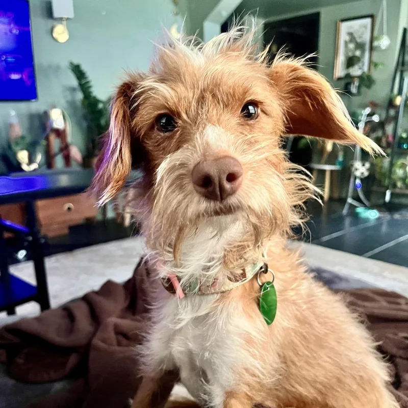 A young small-sized female Red / Chestnut / Orange Border Terrier dog named Ginger Snap for adoption in New Orleans, LA