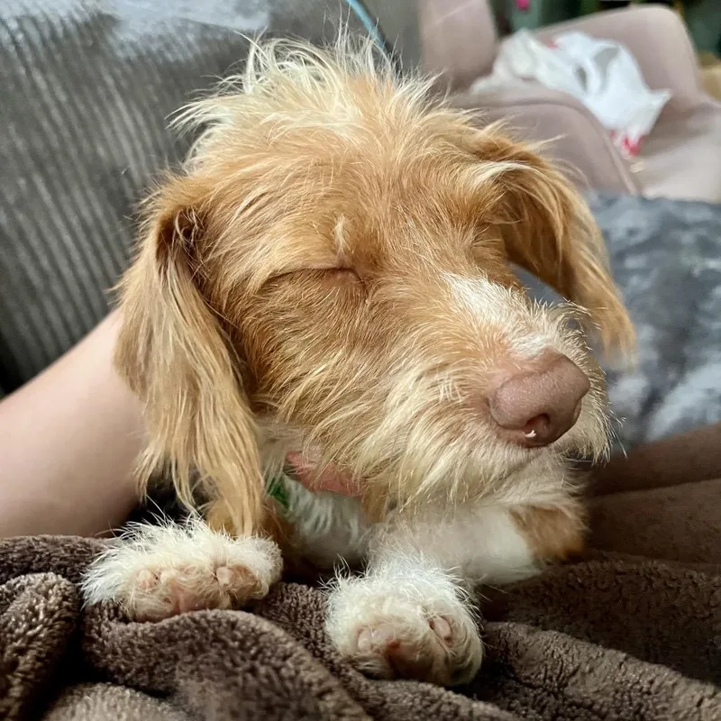 Ginger Snap thumbnail 6