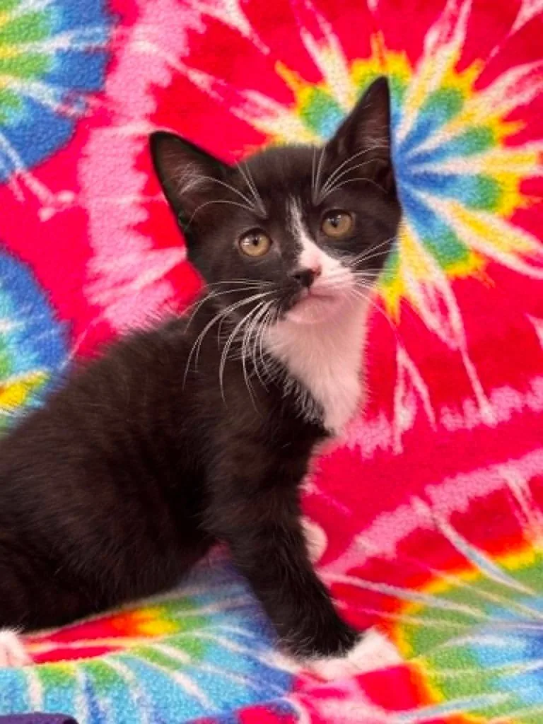 A baby small-sized male Domestic Short Hair cat named Harper for adoption in Warrenton, NC