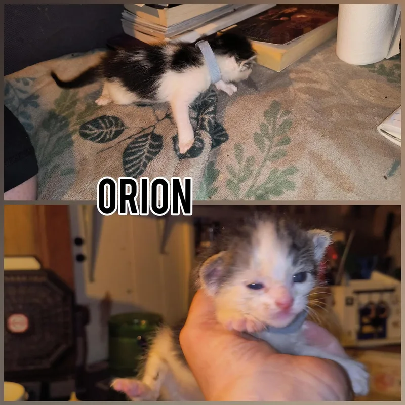 Orion thumbnail 4