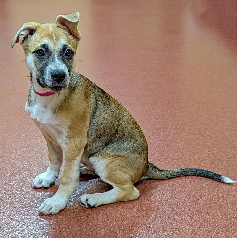 A baby large-sized female Brown / Chocolate Labrador Retriever dog named Willow for adoption in Accident, MD