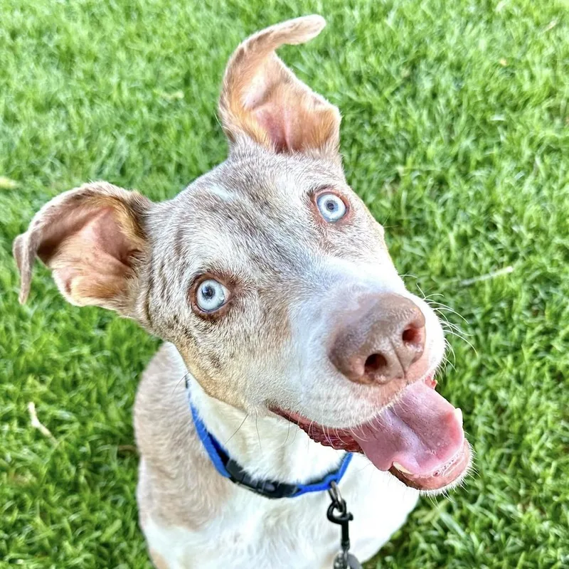 "gumbo" Gunner