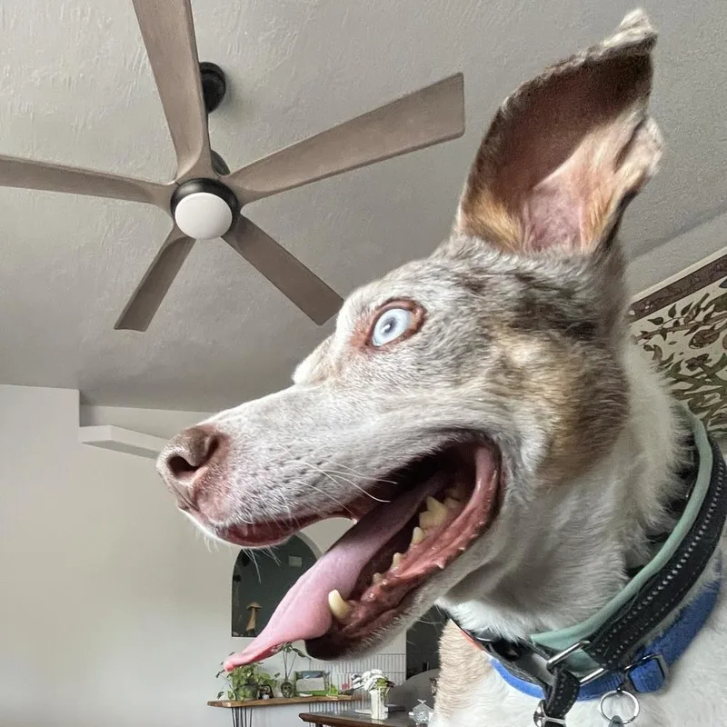 "gumbo" Gunner thumbnail 6