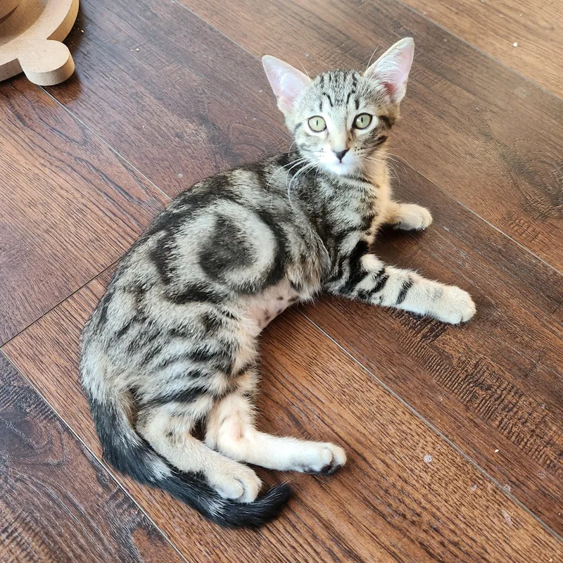 A baby medium-sized female Tabby (Brown / Chocolate) Domestic Short Hair cat named QTee for adoption in Allen, TX