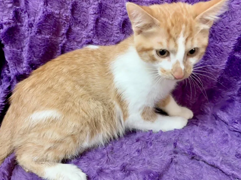 A baby small-sized male Orange & White Domestic Short Hair cat named Polo for adoption in Forest Lake, MN
