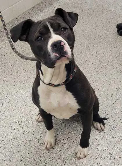 A young large-sized female Black Pit Bull Terrier dog named Moonie for adoption in Kansas City, MO
