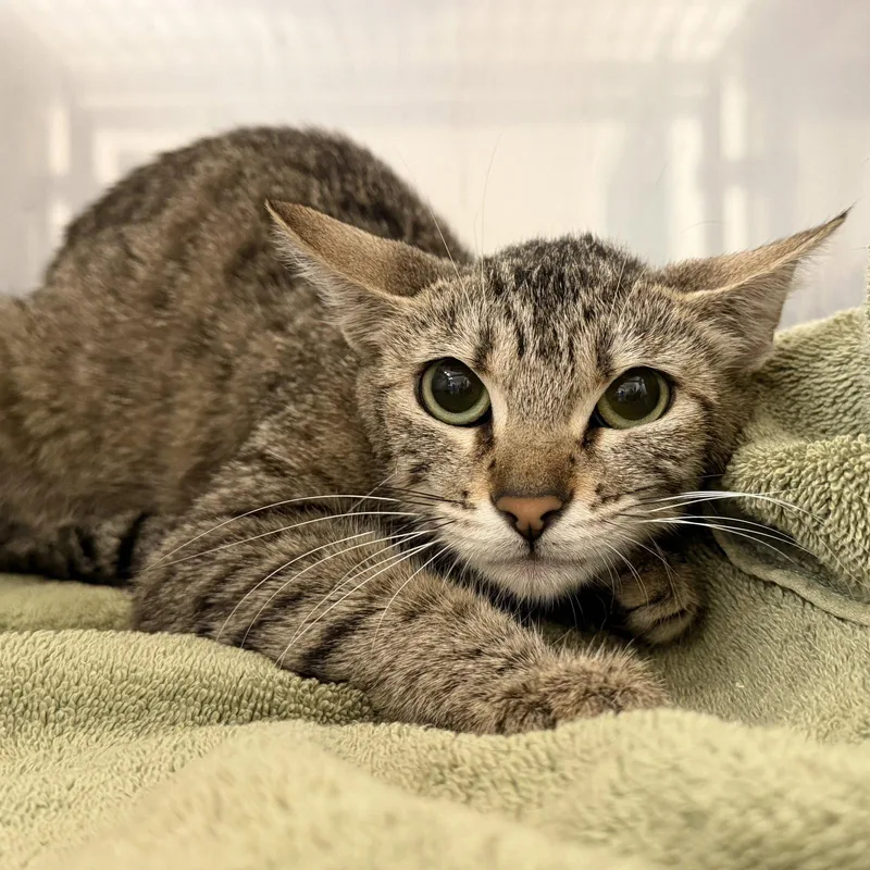 A baby medium-sized female Domestic Short Hair cat named Nola for adoption in Oakland, CA