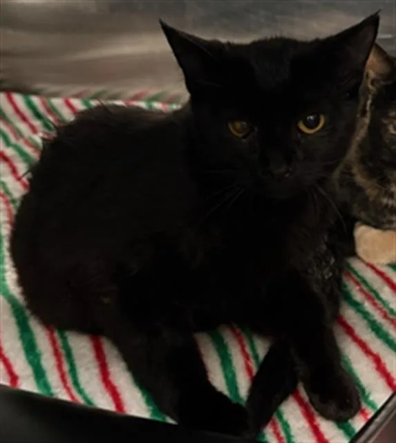 A young medium-sized female Domestic Short Hair cat named Jaques for adoption in Dallas, TX