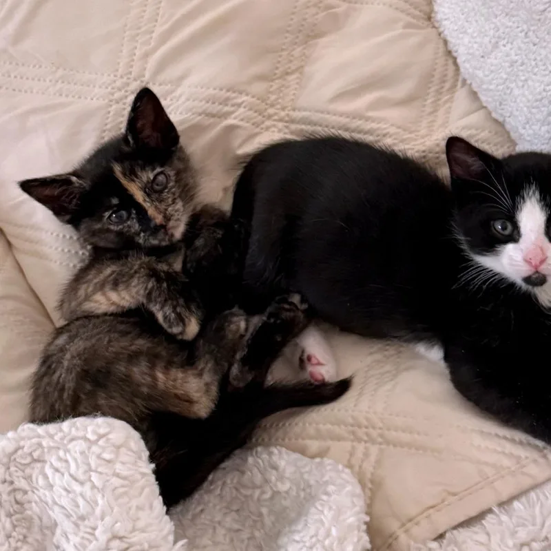 A baby small-sized female Black Domestic Short Hair cat named Balloon Animal for adoption in Austin, TX