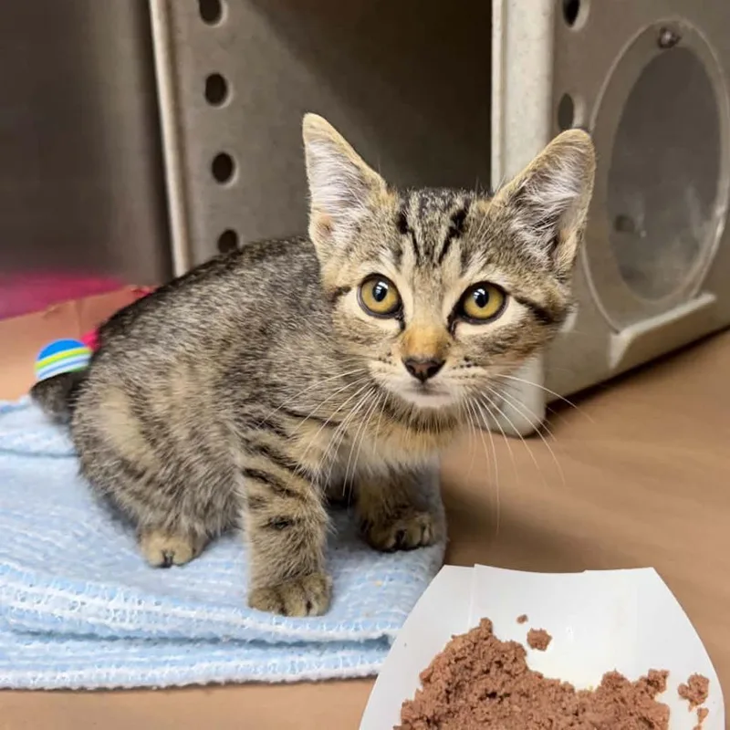 A baby small-sized female Brown / Chocolate Domestic Short Hair cat named Fawn for adoption in Bastrop, TX